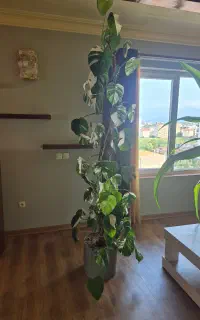برگ انجیری ابلق