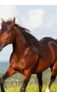خونگیری از اسب و مادیان آبستن
