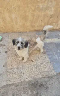 واگذاری سگ رایگان