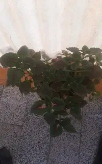 گلدان حسن یوسف