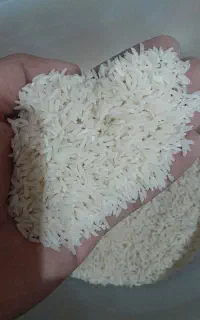 برنج آستانه اشرفیه تازه