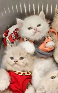 گربه اسکاتیش بریتیش پرشین