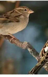پیدایش پرنده