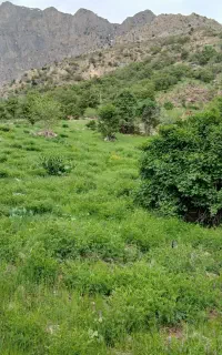 کاه شنبلیله شلیف گرفته شده