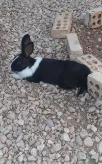 خرگوش