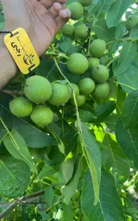 تولید نهال گردو چندلر مقاوم به سرما