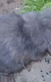 خرگوش لپ نر بالع