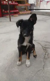 سگ پاکوتاه