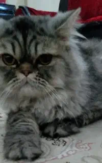 فروش گربه پرشین نر ۷ ماهه