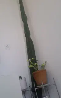 کاکتوس/گل وگیاه/تزئین/خانه/گلدان
