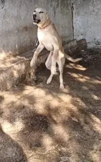 سگ سرابی اصیل