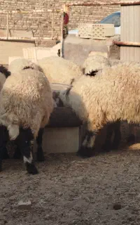 بره نر چاق