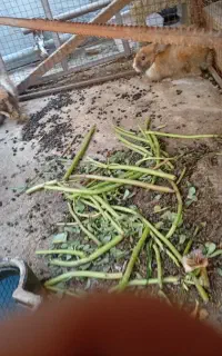 خرگوش جفت ماده و نر در هندیجان