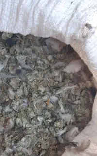 کود