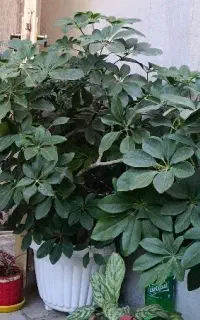 گل شفلرا