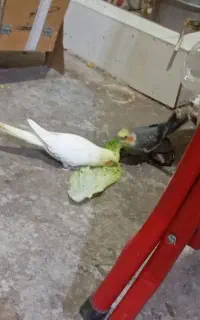 یک جفت عروس هلندی با یک جفت جوجه ده روزه
