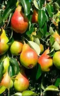 کود ارگانیک.لاهیج کود