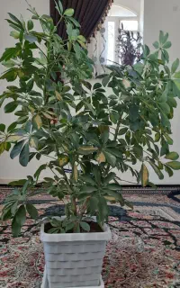 گل طبیعی