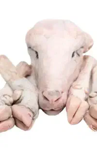 کله پاچه گوسفندی