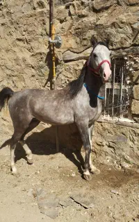 سیلمی...اسب کورداصیل پرخون