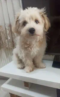 سگ شیتزو بانمک