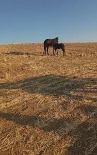 مادیون با قاطر نرک