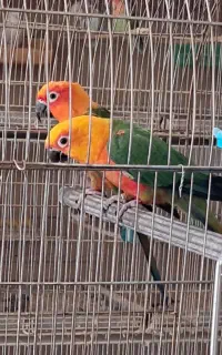 یک جفت خورشیدی