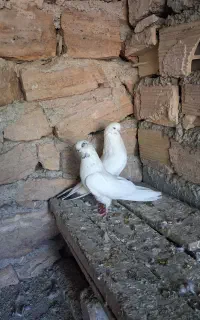 یک جفت نوک سیاه