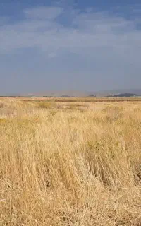 کاه گندم دیم