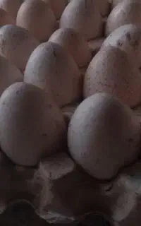 تخم بوقلمون