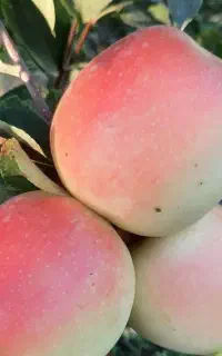 فروش نهال سیب عروس گلدانی