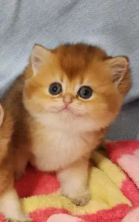 مجموعه گربه های ایران کتز