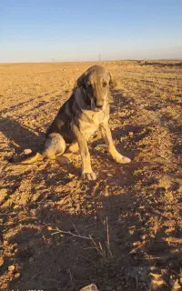 توله پژدر