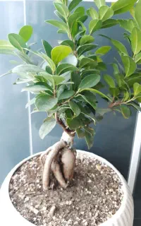 گل بنسای