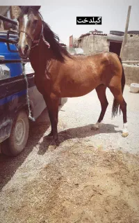 مادیان ترکی ۱۰ سال