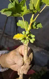 نهال انگور ازبک لعل بیدانه