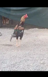 خروس چابهاری