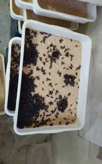 فروش مجموعه پرورش میلورم