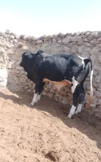 گوساله نر گاو