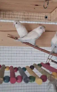 کوتوله برزیلی سفید