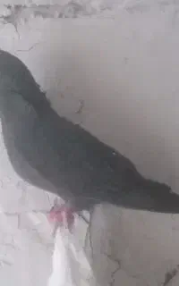 کبوتر