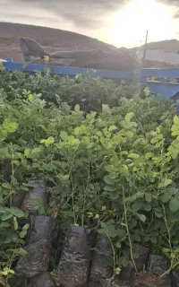فروش گلدانی گل عطری کاشان