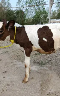 گوساله  سیمینتال مونت