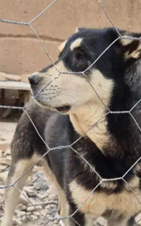 سگ عراقی پژدر