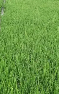 بذر شالی