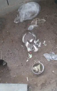 فروش خرگوش نرجوان