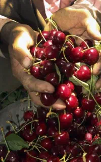 اجاره باغ گیلاس و آلبالو با اکیپ کارگری کار بلد