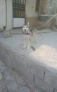 واگزاری توله هاسکی