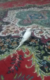 مرغ عشق