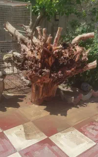 تنه ریشه دار درخت کاج 150سال